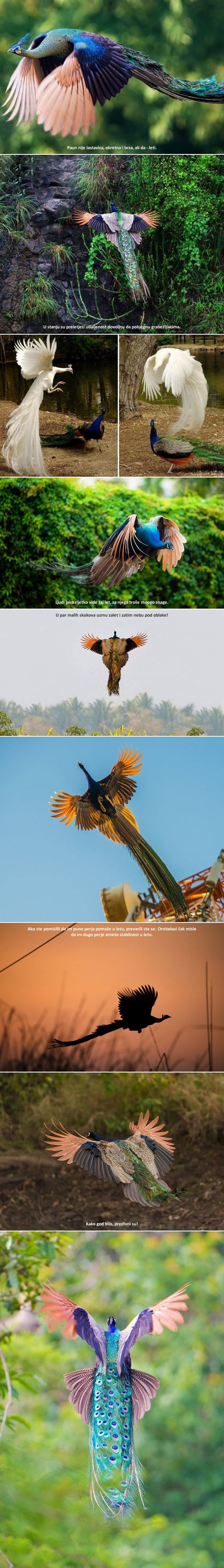 NAJČUVANIJA TAJNA PAUNOVA jedno je od najljepših iznenađenja!