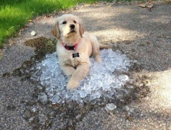 Zna pas u čemu je spas