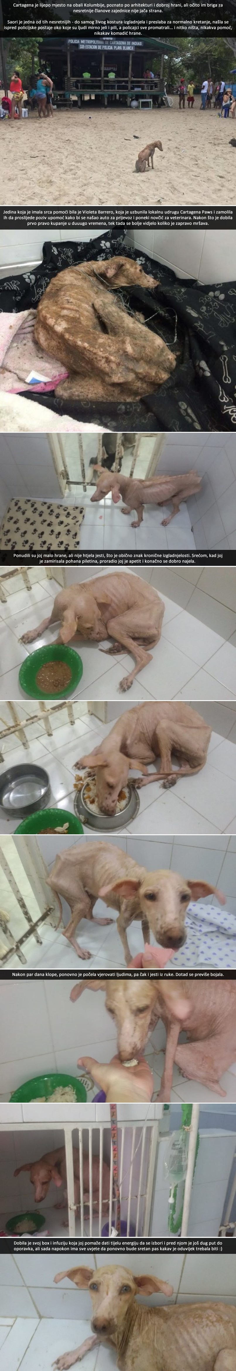 Preklinjala je za komadić hrane, ignorirali su je i ostavili da umre, sve dok se nije umiješala ona