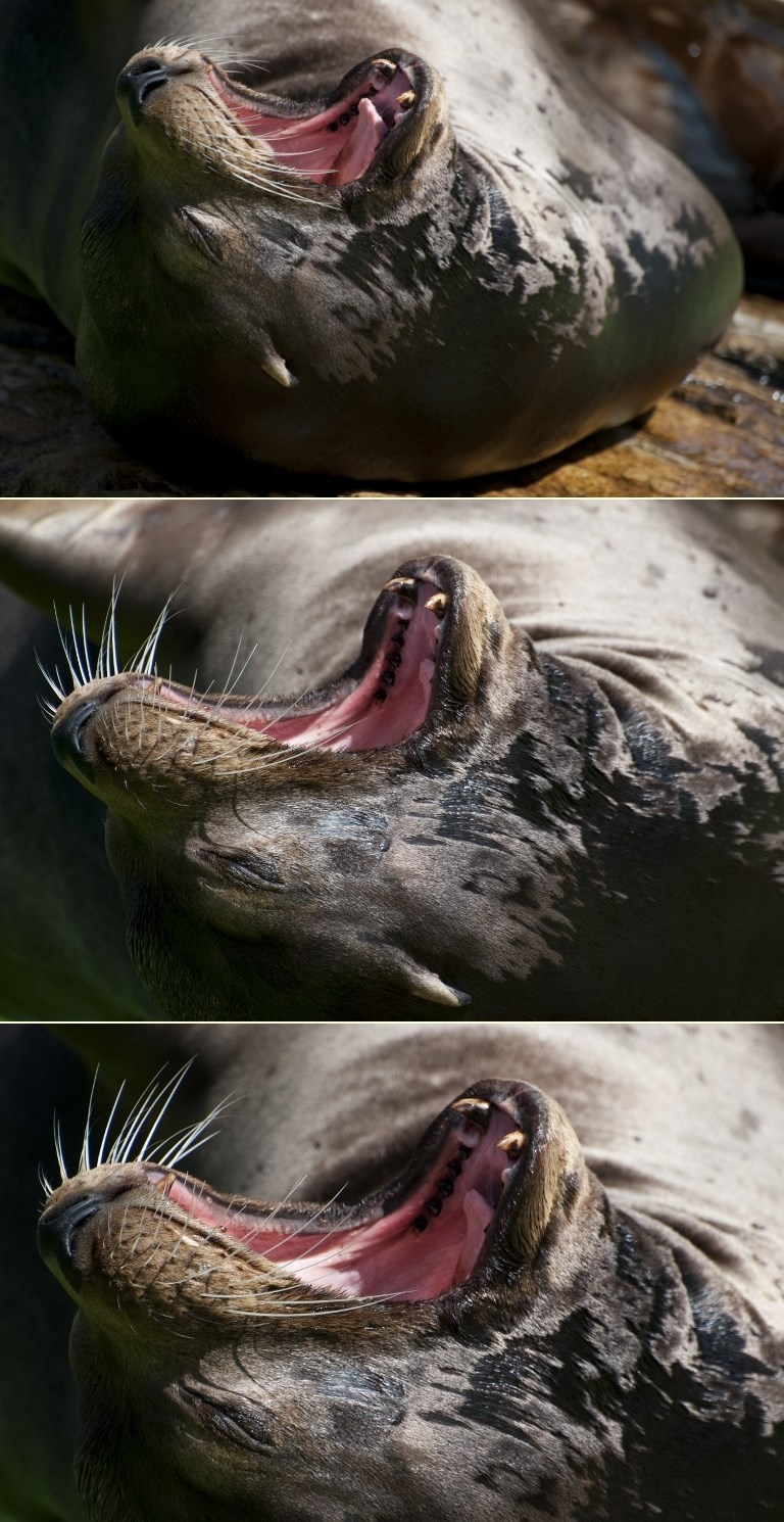 I morskom lavu se prispavalo: Laku noć!