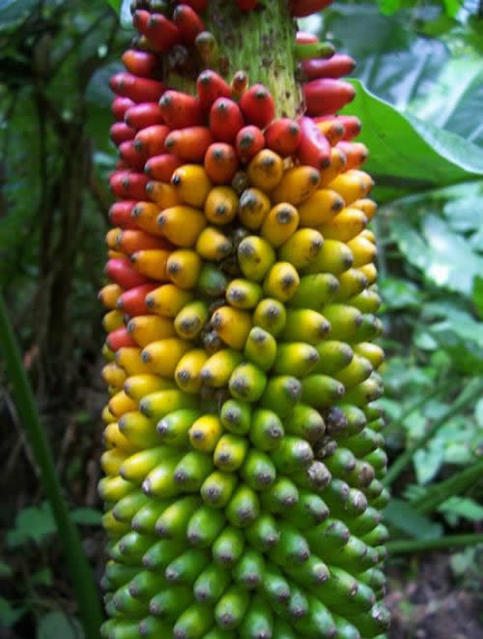 Divlje banane nemaju veze s onima iz dućana