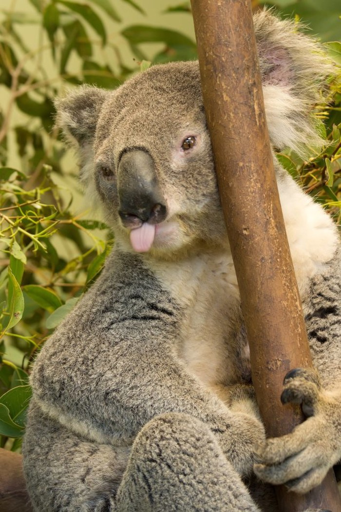 Koala ti se belji jer je ponedjeljak i ti moraš na posao