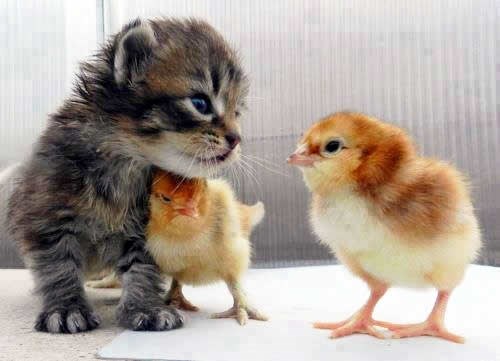 Čika maco, on se meni ruga, reci mu sad!