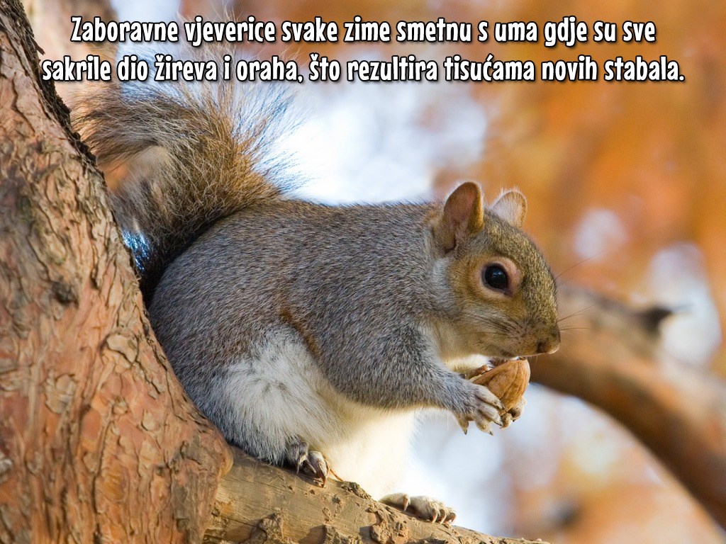 Vjeverice sade šume