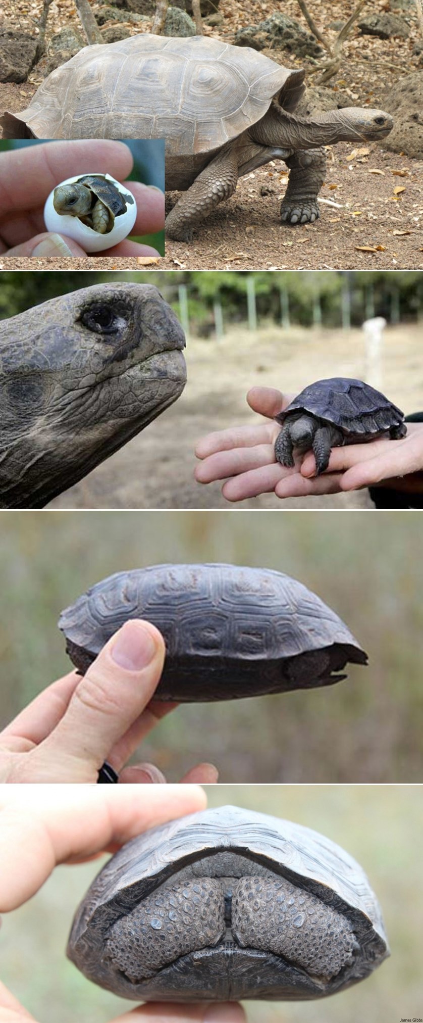 NEVJEROJATNE VIJESTI! Ova životinjska vrsta uspjela se othrvati izumiranju!