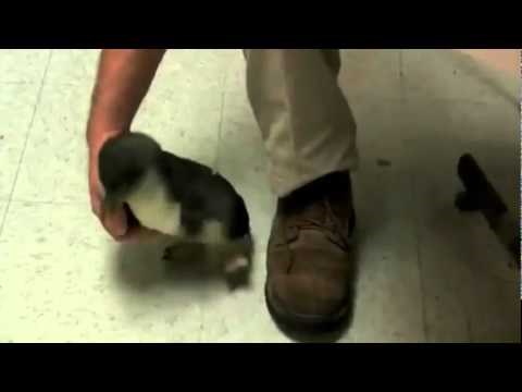 Kako zvuči pingvinčić kad ga škakljaš?