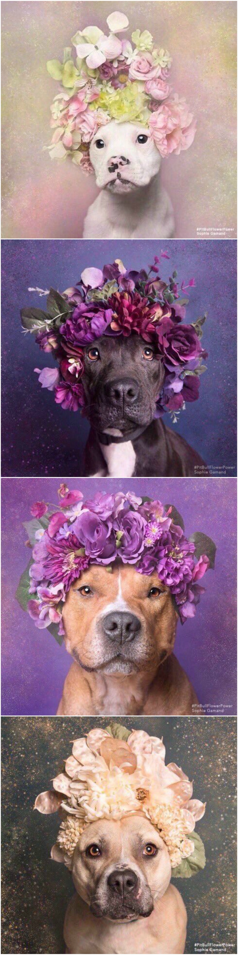 Mislili ste da su pit bullovi opasni? Pogledajte malo bolje