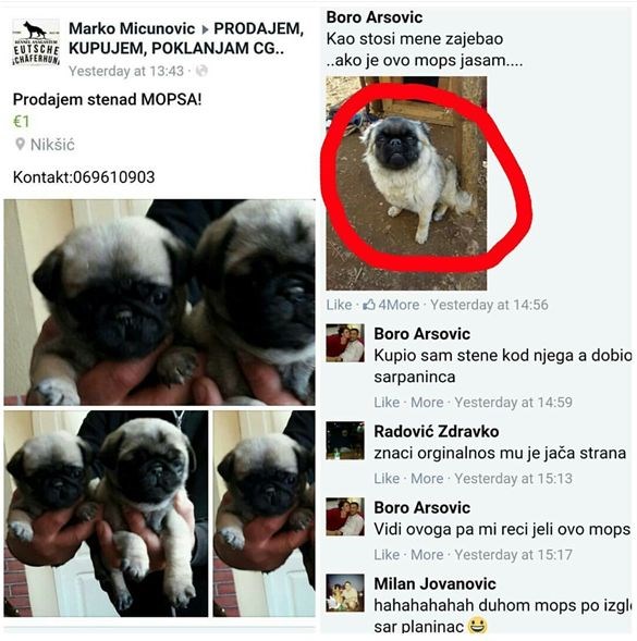 Čovjek tvrdi da prodaje štenad mopsa, no kupci se nisu baš složili s njim