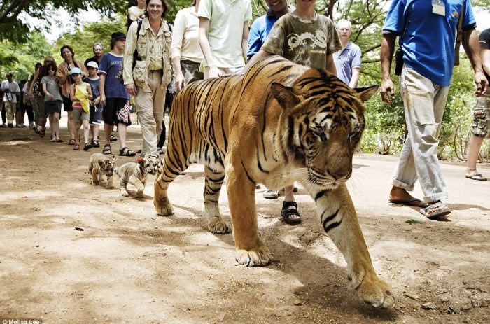 Tata tigar mališane uči kako pretrpiti glad