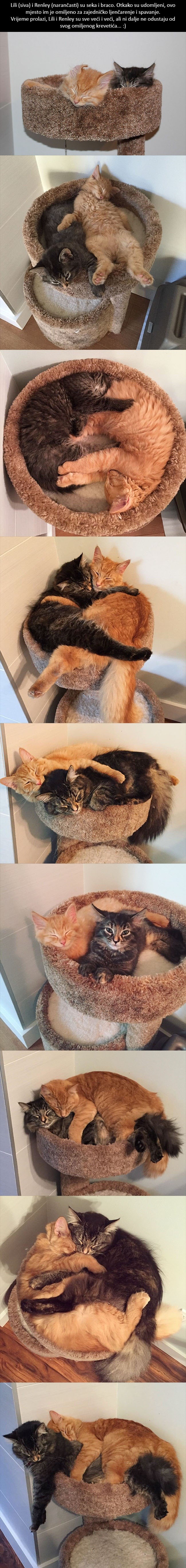 GALERIJA: Lili i Renley su nerazdvojni u ljenčarenju na omiljenom mjestu