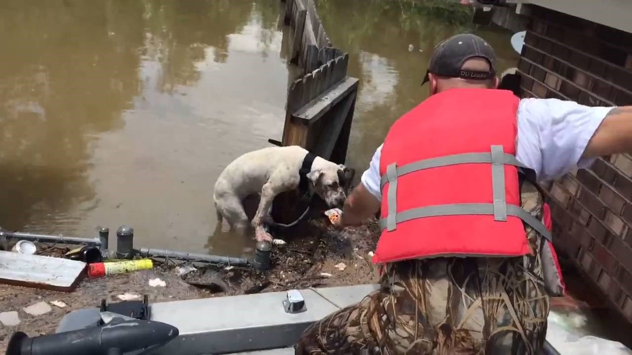 VIDEO: Spasili su bespomoćnog psa u poplavi