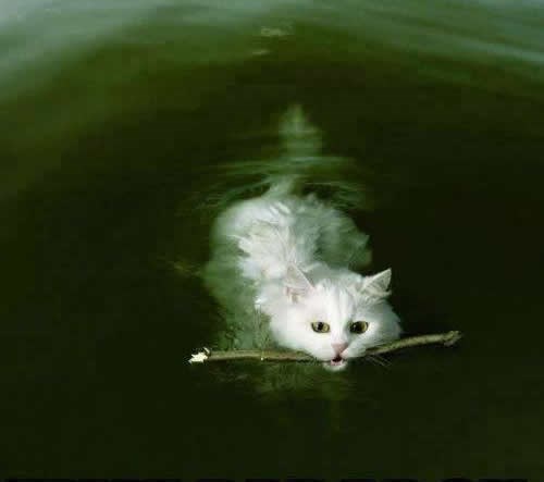 Kopira psa da bi se umilila