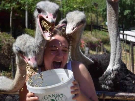 Ne hrani nojeve ako ti je život mio