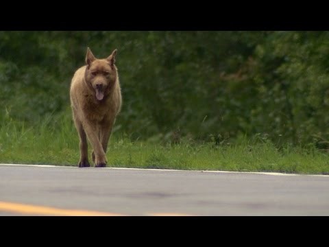 PAS LEGENDA: Svakog dana prehoda 6 km do grada pozdraviti prijatelje