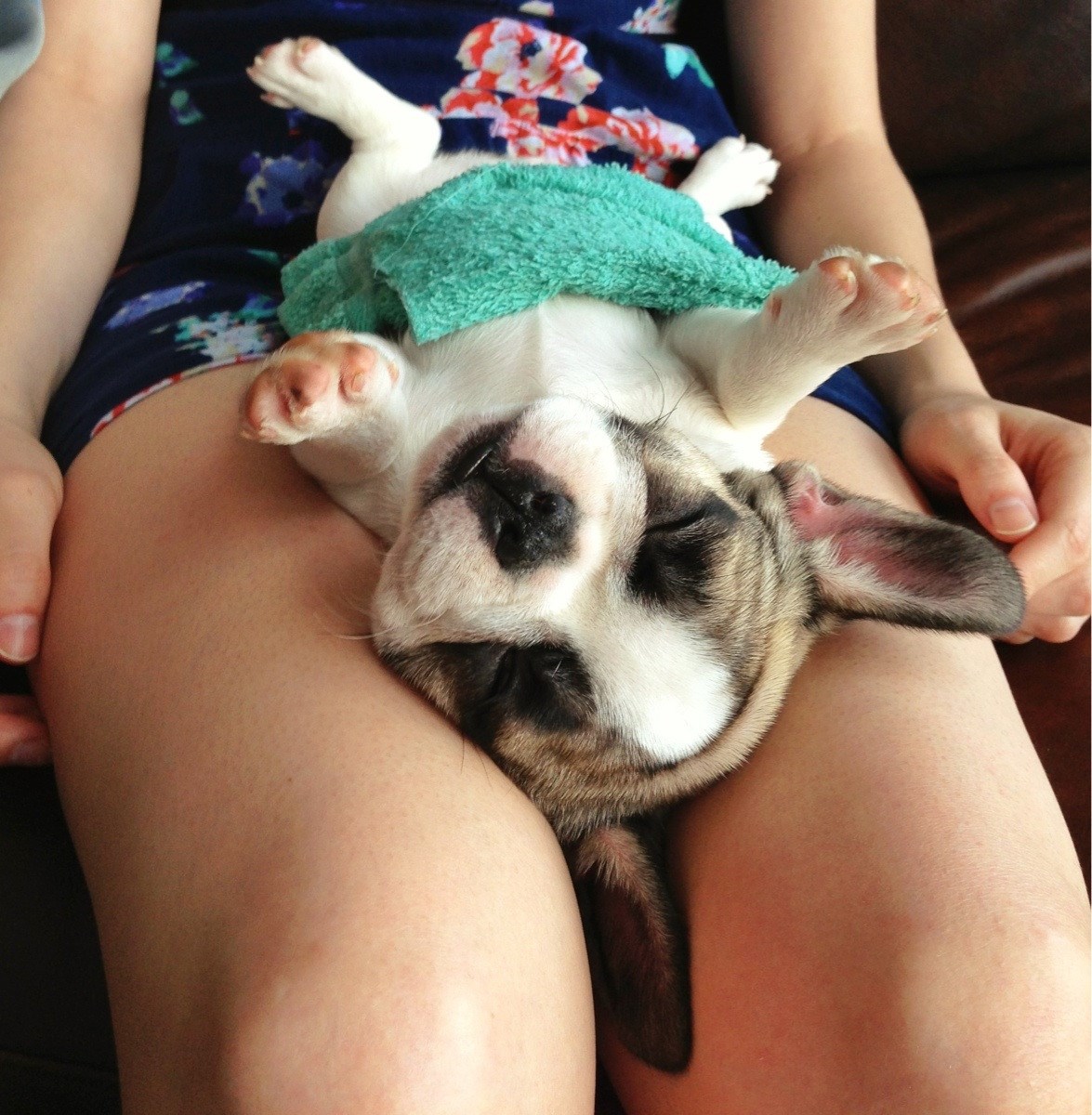 Preslatkog psića svladao san