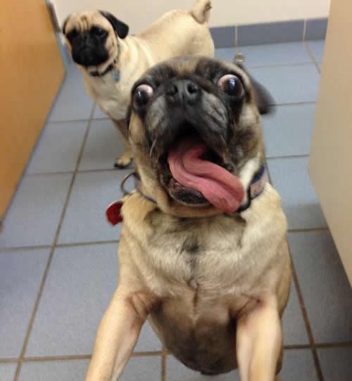 Mopsica opalila selfie u klubu