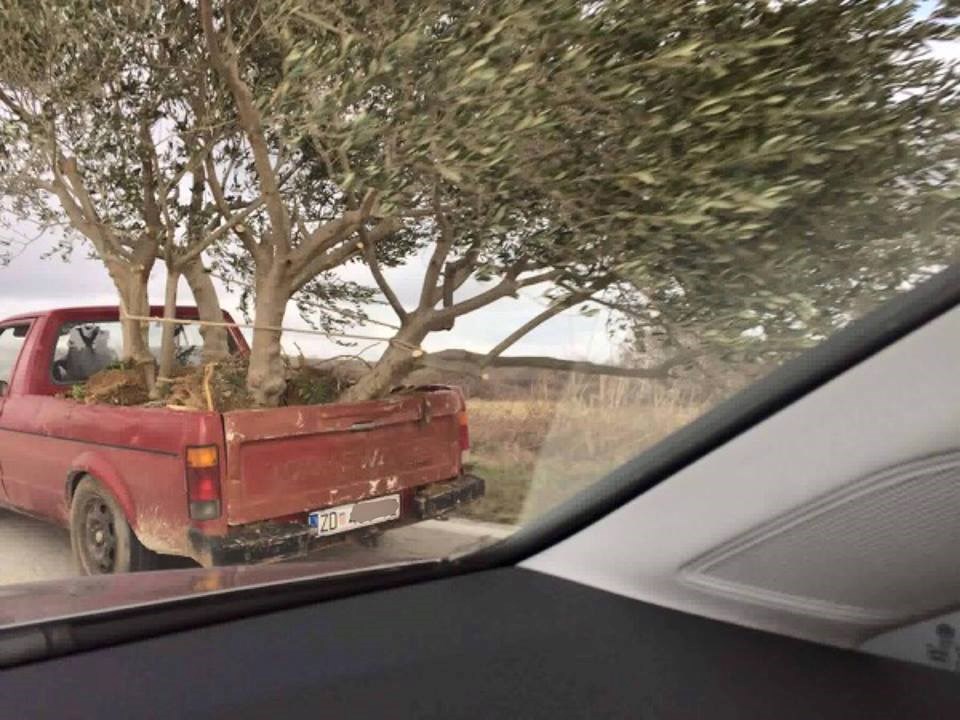 Dalmatinac odlučio pomoću kamioneta preseliti čitav maslinik?