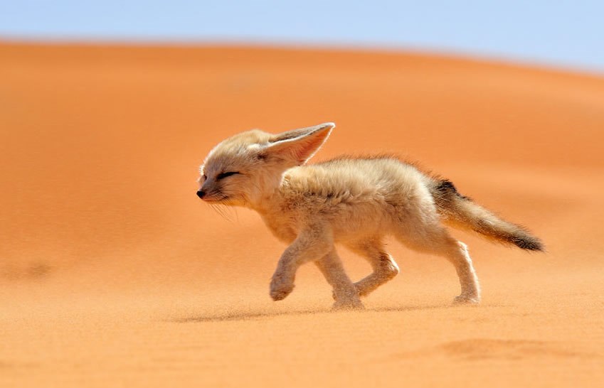 Preslatki pustinjski lisac u lovu na ručak