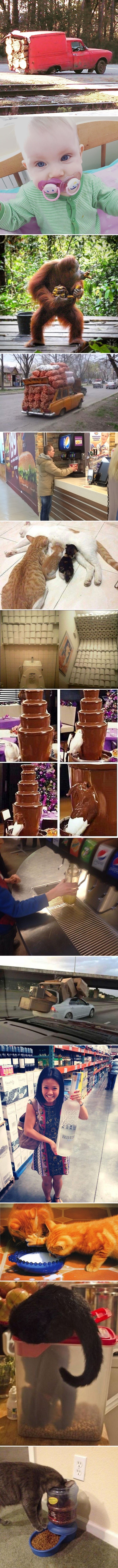 Pohlepa je čudna stvar: I ljudi i životinje vole pretjerivati, a rezultat toga će vas nasmijati