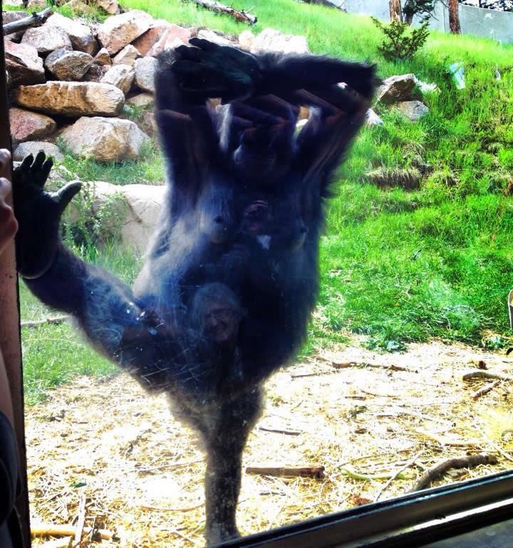 Žena gorile sva ufurana u poziranje