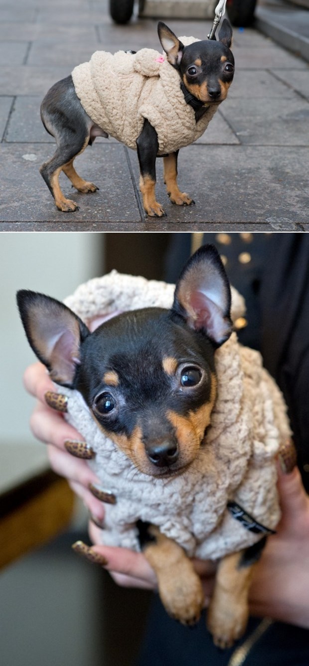 Stigla zima, psić se utoplio kaputićem