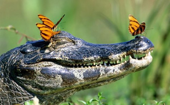 Ma nije krokogator tako strašan kad ga leptiri vole!