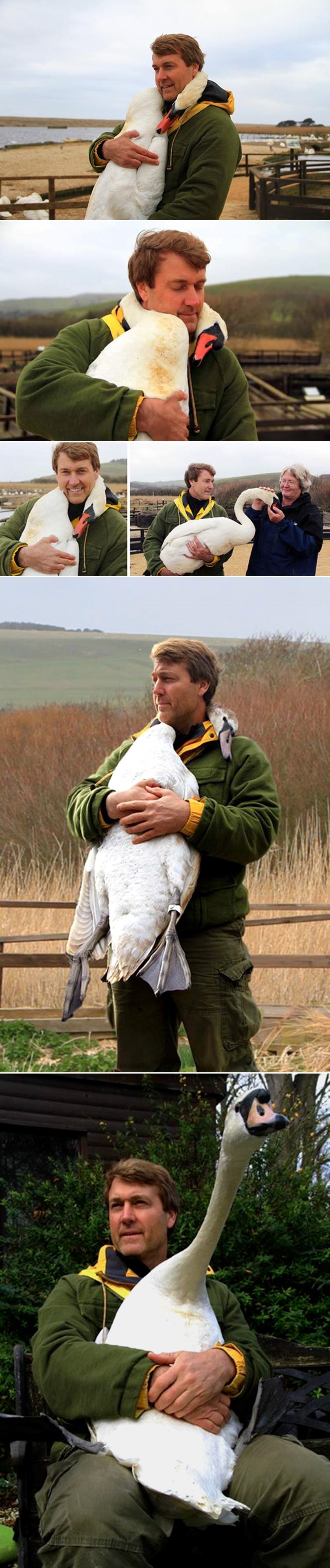 Zahvalni labud zagrlio čovjeka koji mu je spasio život