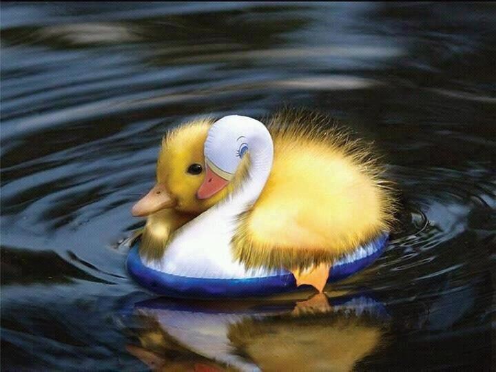 Patkica uči plivati