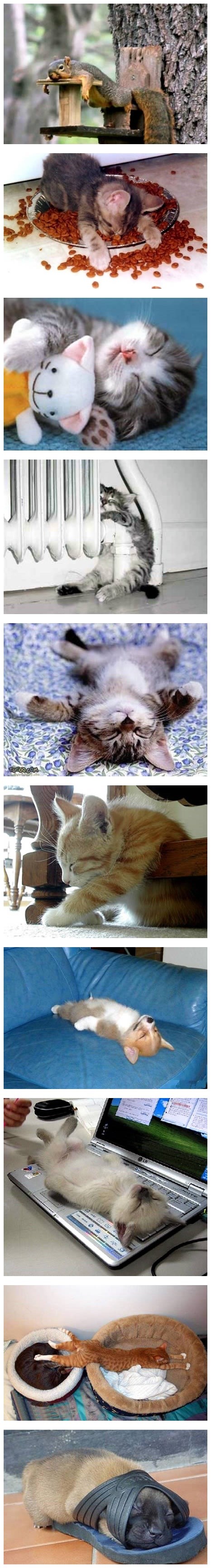 10 preslatkih i zabavnih spavaćih poza kućnih ljubimaca! 
