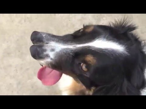 Pas s dvije njuškice čekao smrt, ovaj mu je čovjek spasio život