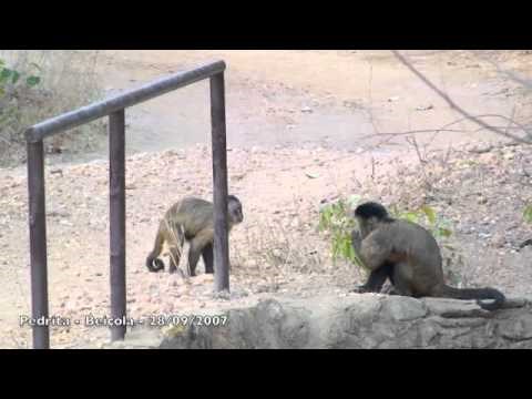 Napaljene majmunice mužjake gađaju kamenjem kao znak da žele seks