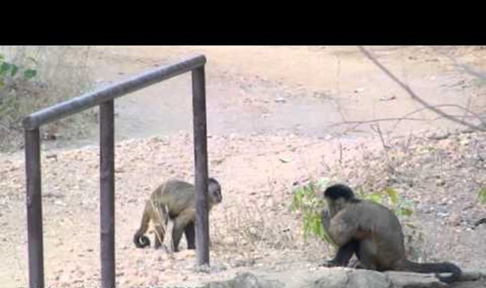 Napaljene majmunice mužjake gađaju kamenjem kao znak da žele seks