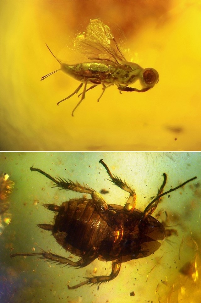 Osa i žohar stari desetke milijuna godina