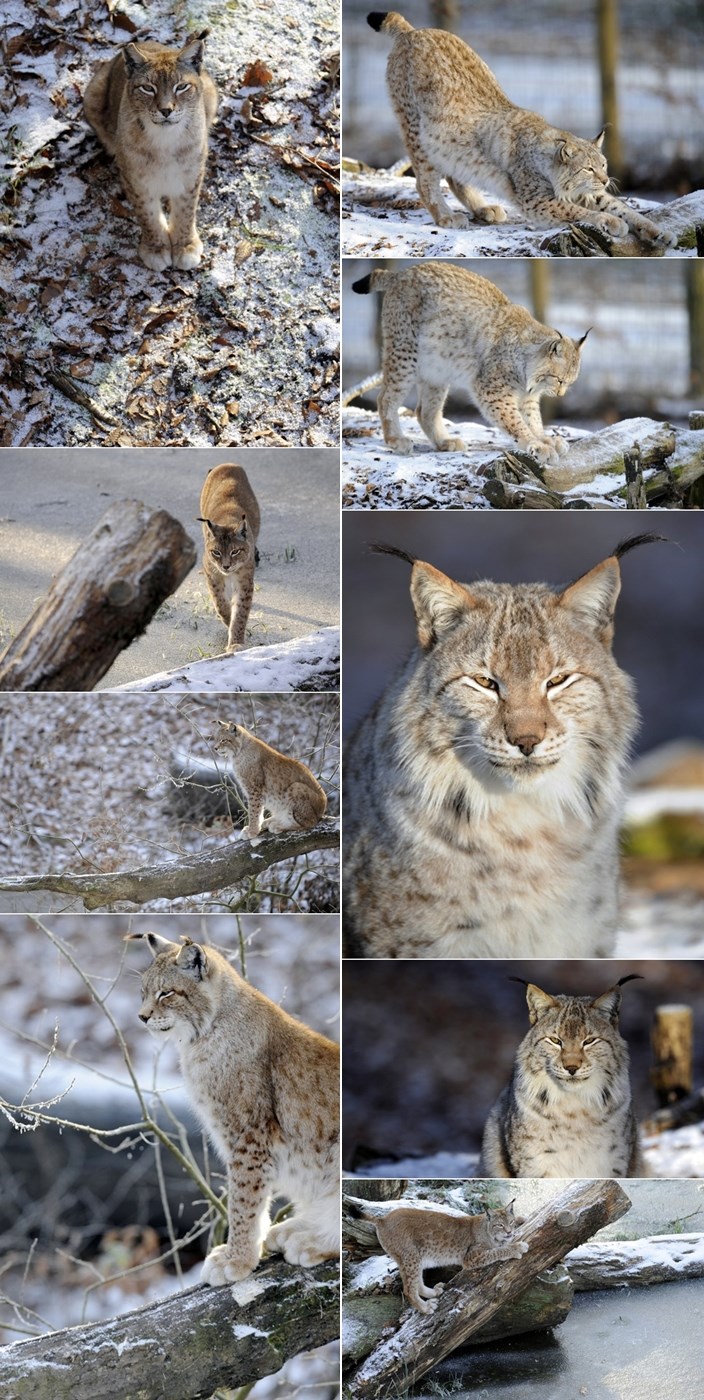 Sasvim običan zimski dan jednog risa