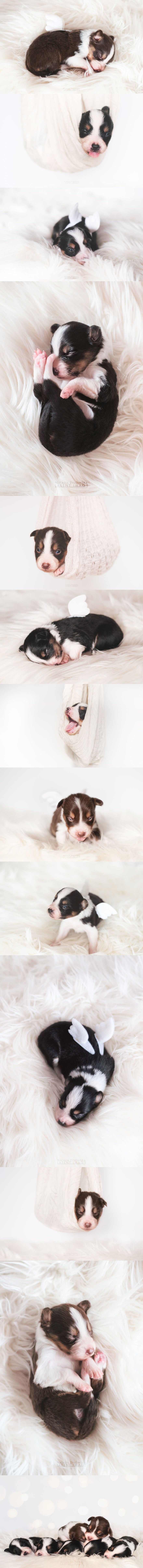 Predivne slike štenaca s krilima učinit će vaše jutro slađim