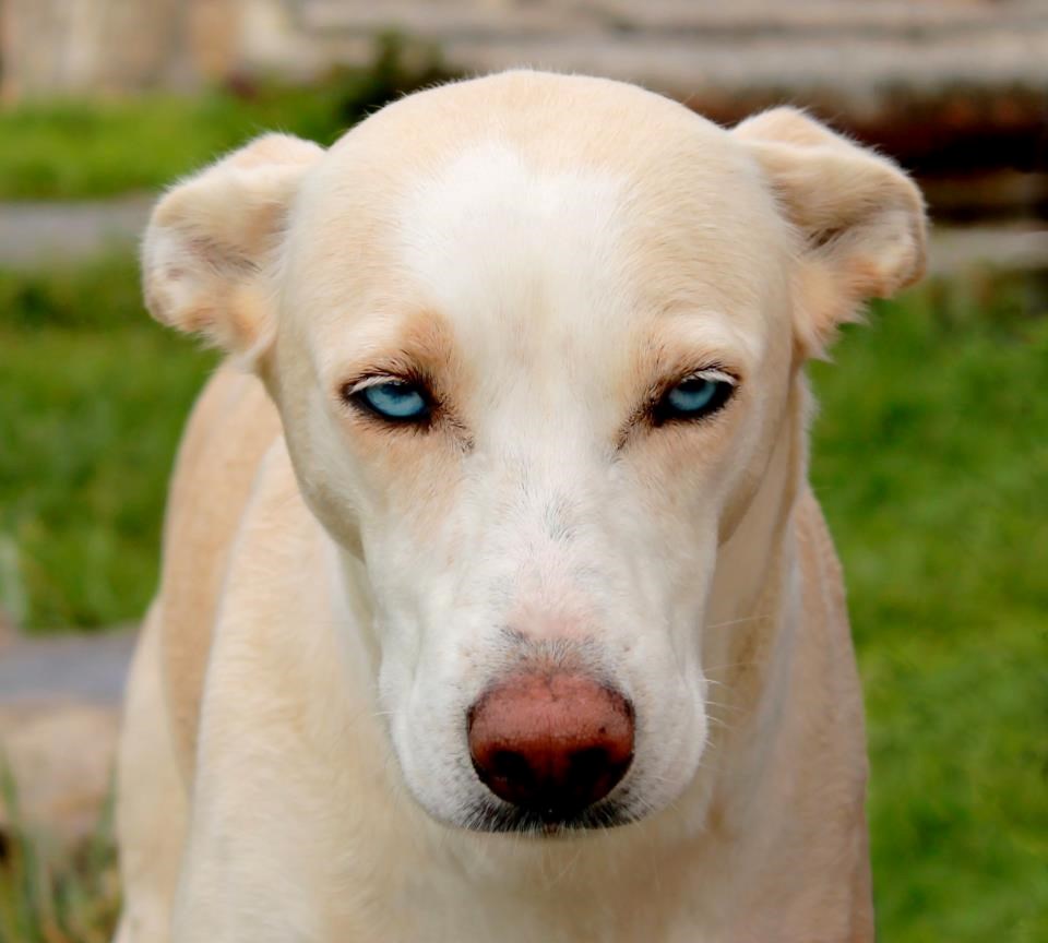 Jel' ti to ozbiljno meni kažeš da kupujemo mačku?!