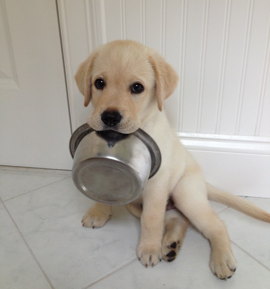 Čini se da je netko opasno gladan