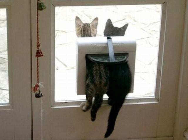 Nerazdvojni prijatelji