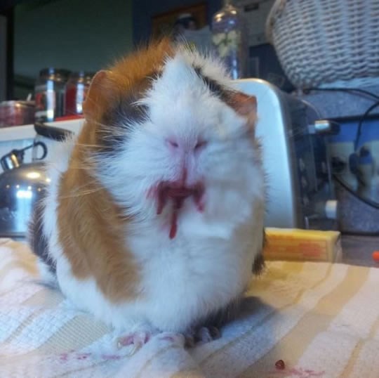 Daš zamorcu višnju i pretvori se u Sotonu