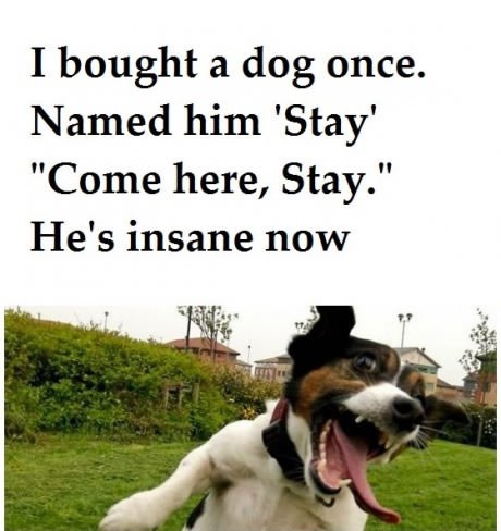 Kako izluditi poslušnog psa