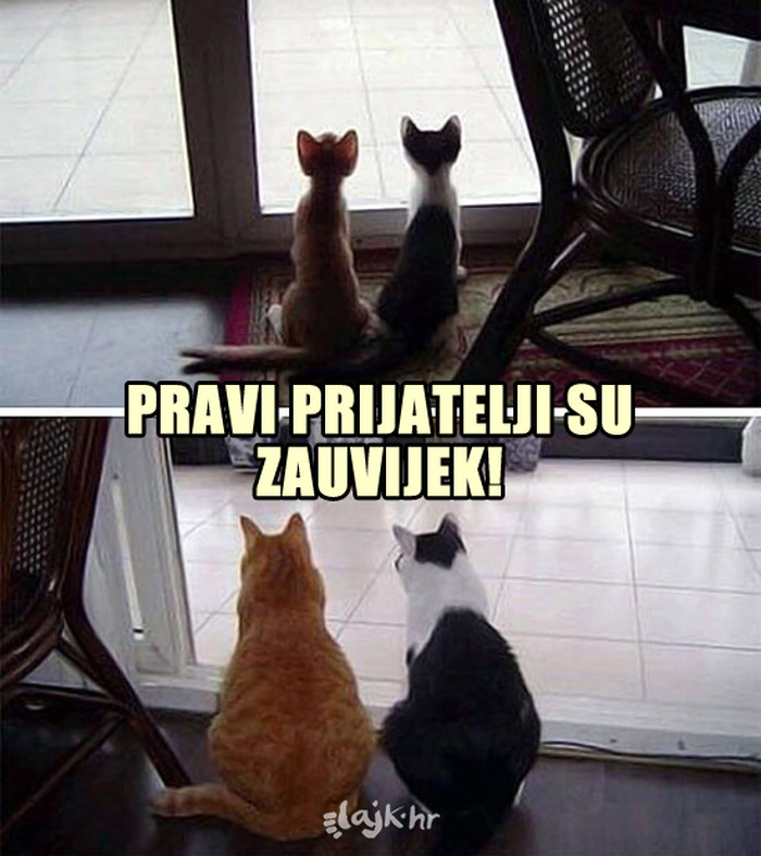 Zajedno od malih šapa