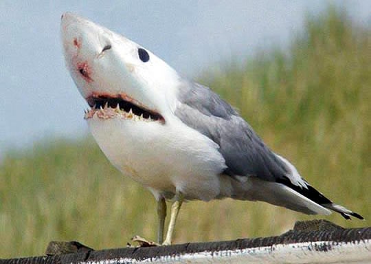 Zamislite trgove pune ovakvih ptičica