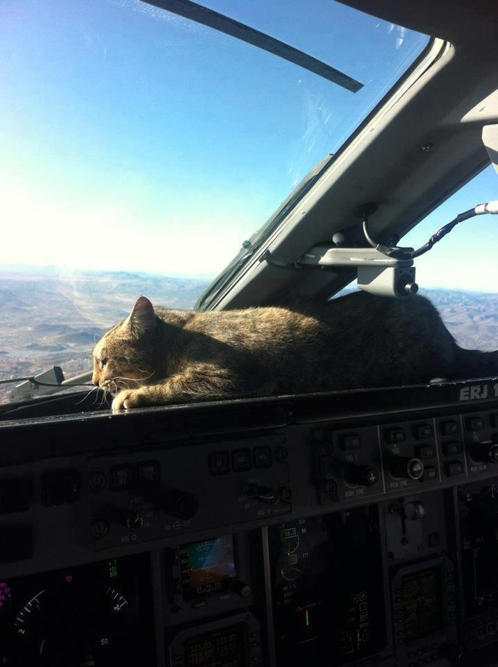 Pilot svoju macu nosi svud sa sobom