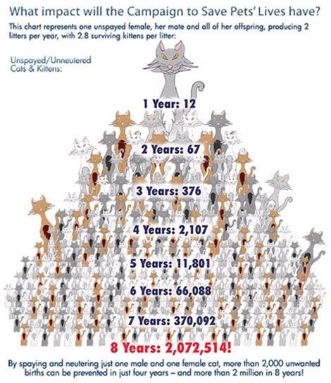 Od jedne napuštene mace dobiješ 2 milijuna mačića!