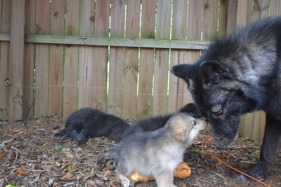 Tužni tata pas: Ne brini, tata, dobra je i ova stara dekica