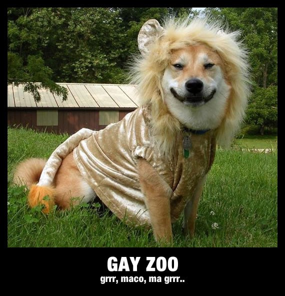 I ljubimci imaju svoj Gay Pride: Pas se oblači u lava