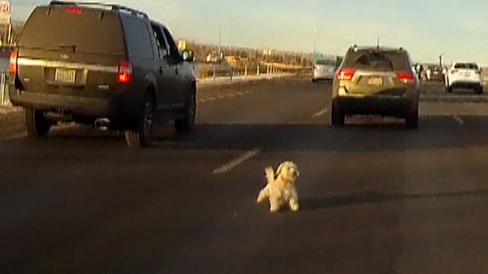 Nakon ovoga ćete svaki put zatvarati prozore kad u autu vozite psa, pogledajte što se dogodilo ovom psiću!