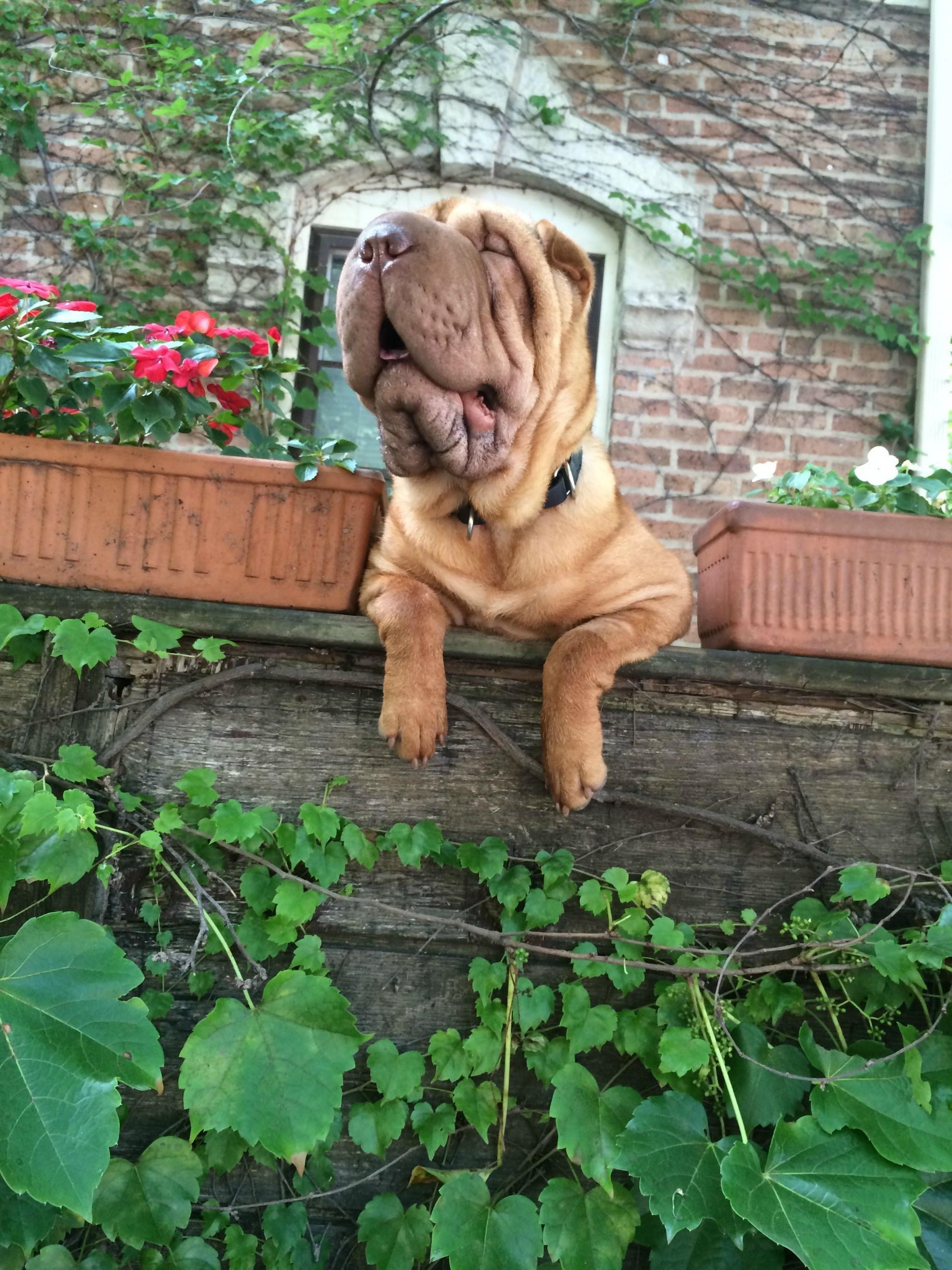 Snimljen čisti pseći zen