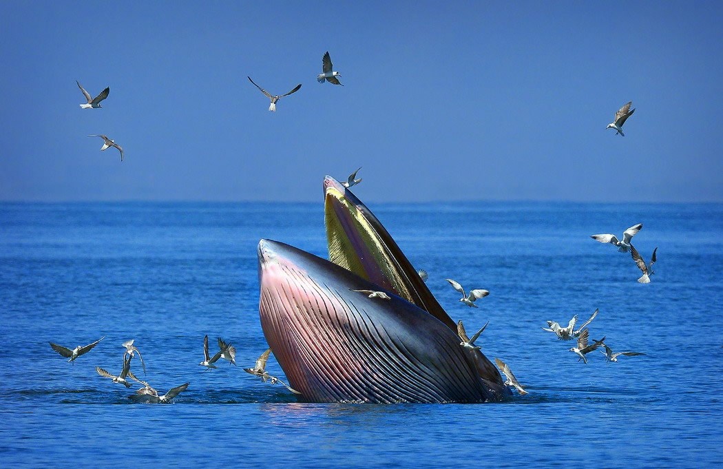 Lukavi kit izronio preplašiti galebove