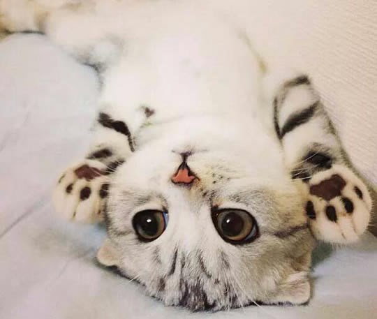 Pomazi macu, znaš da želiš